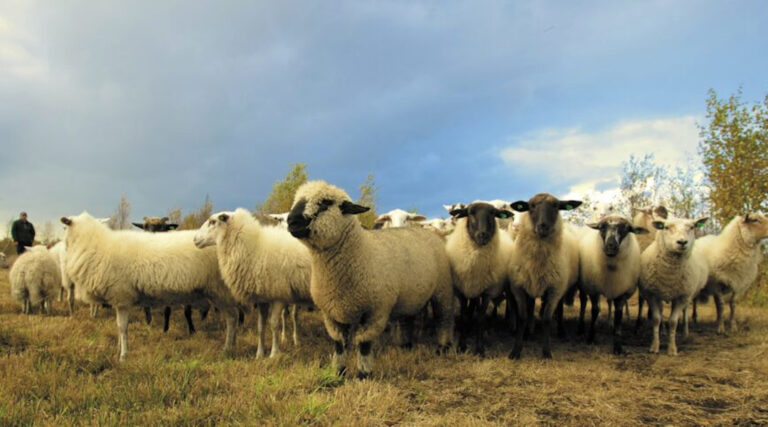 Small herd of sheep in a field.